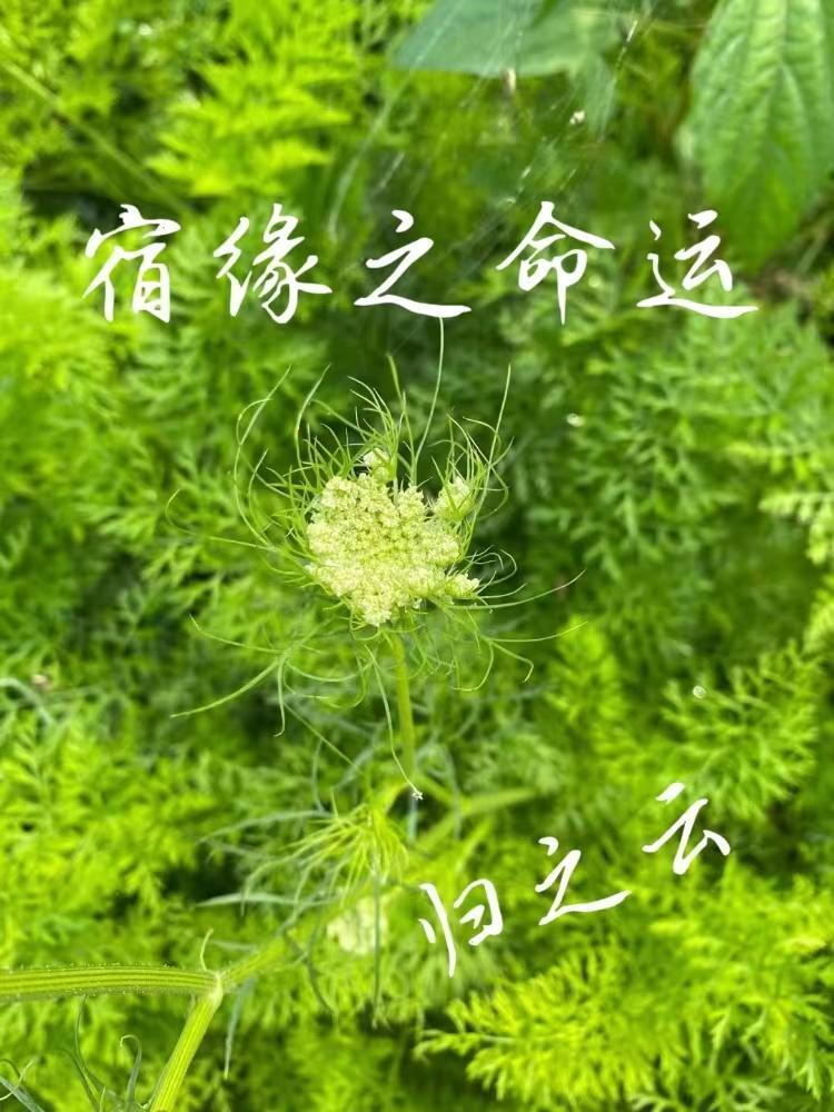 宿缘1991 宿缘1991