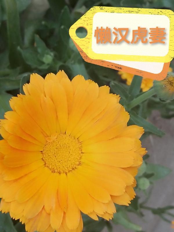 懒汉无丑妻什么意思 懒汉无丑妻什么意思