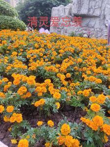 忘羡问灵 忘羡问灵